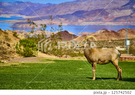 Bighorn Sheep Amidst Desert Landscape in Nevada Low Perspective 125742502