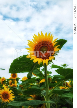 ひまわり 125742619