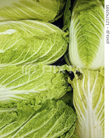Fresh Green Napa Cabbage with Dew Close-Up Perspective 125742695