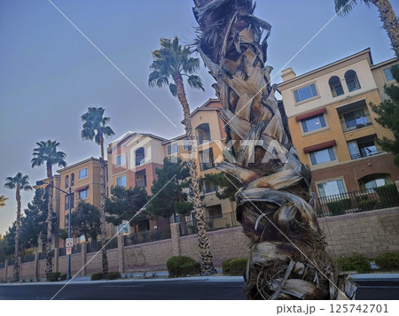 Urban Palm Trees and Modern Apartments Low Angle View in Las Vegas 125742701