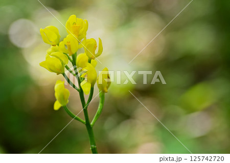 キンラン キンラン 125742720