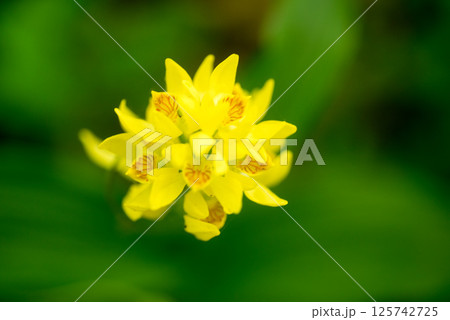 キンラン 125742725