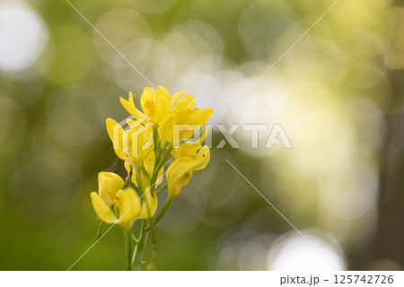 キンラン キンラン 125742726