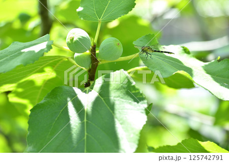 近所でみたトンボ 125742791