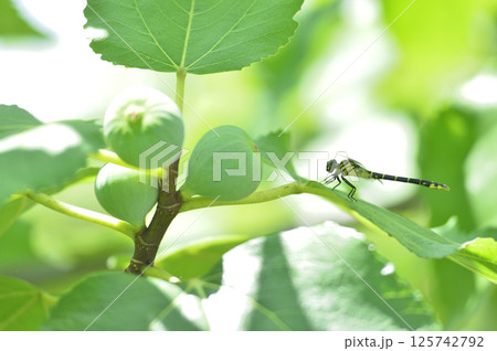 近所でみたトンボ 近所でみたトンボ 125742792