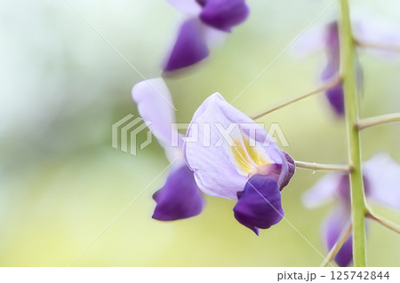 清く美しい藤の花 125742844