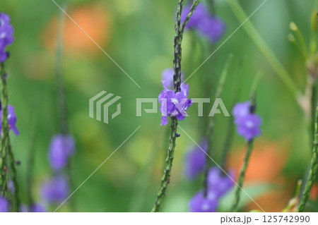 野生の花 野草 野花 125742990