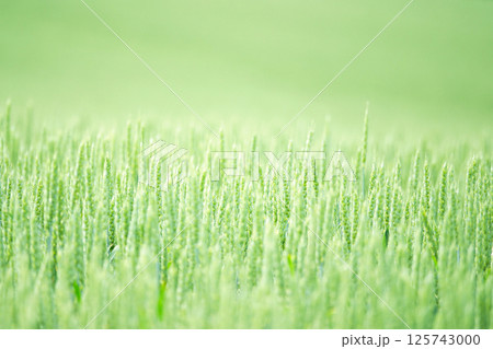 風に揺れる北海道の畑で揺れる麦の穂たち 風に揺れる北海道の畑で揺れる麦の穂たち 125743000