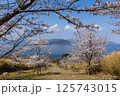 桜と小豆島の風景　　さぬき市大串半島からの展望　（香川県） 125743015