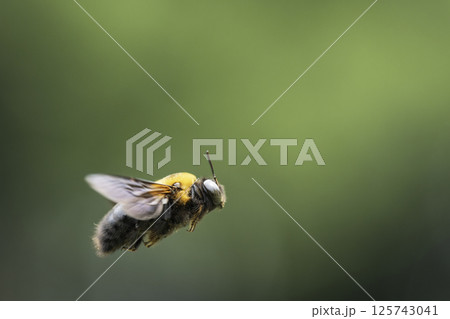 野原の上空を飛翔するクマバチ 125743041