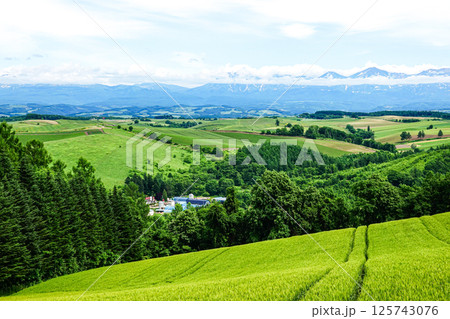 夏の北海道美瑛町の五稜の丘からの雄大な風景 125743076