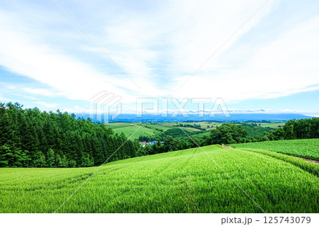 夏の北海道美瑛町の五稜の丘からの雄大な風景 夏の北海道美瑛町の五稜の丘からの雄大な風景 125743079