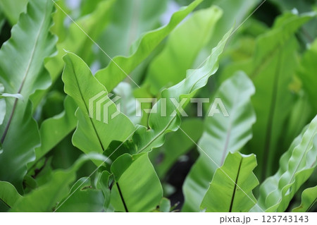 羊歯植物 シダ類 歯朶植物 125743143