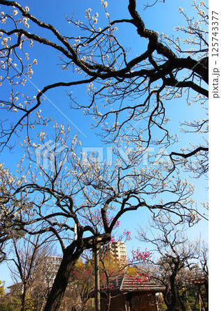 向島百花園 向島百花園 125743377