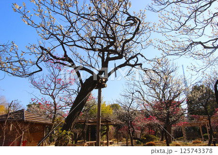 向島百花園 向島百花園 125743378