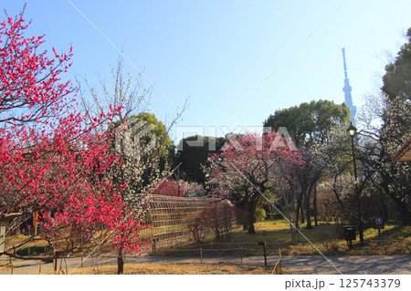 向島百花園 向島百花園 125743379