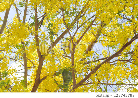 Golden shower , Cassia fistula or pudding pipe tree or Cassia fistula Linn and sky 125743798