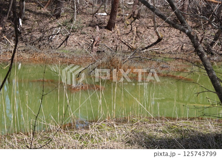 福島県裏磐梯　五色沼散策路の赤沼 125743799