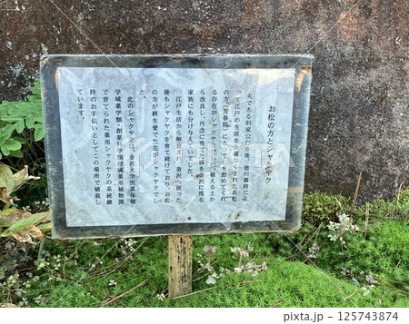 尾山神社　「お松の方とシャクヤク」説明書き 125743874