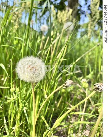 春風に揺られるたんぽぽの綿毛 春風に揺られるたんぽぽの綿毛 125744094
