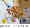 ボルダリングをするネコ 125744100