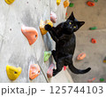 ボルダリングをするネコ 125744103