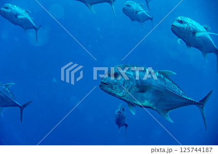 ロウニンアジ 125744187