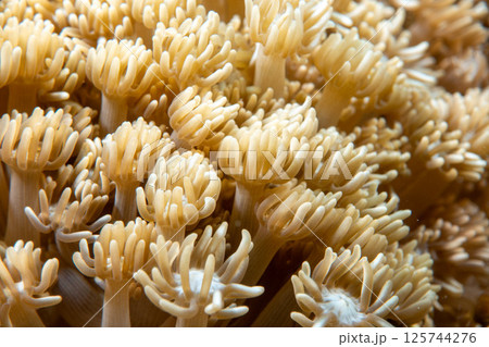 ハナガササンゴ ハナガササンゴ 125744276