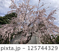 青空に映える満開の桜 125744329