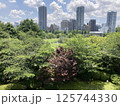 庭園から望む高層ビル群 125744330