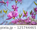筑波山のつつじ 125744465