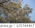 筑波山の山桜 125744467