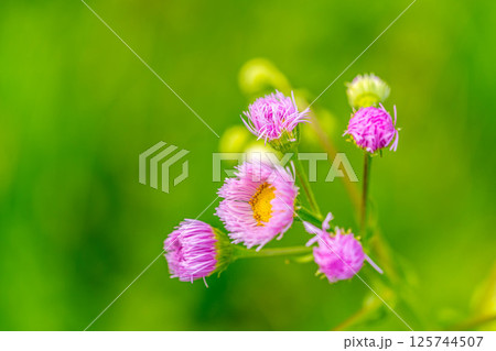 ウェルカム・トゥー・ザ・スプリングタイム 125744507