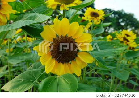 Field of sunflowers with the bright sunlight. Sunflower photos on the rear. Sunflowers are the flowers like sunny 125744610