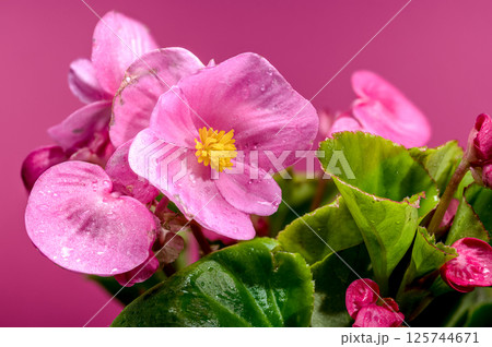 Delicate Pink Begonia Blossoms with Yellow Centers on Pink, Floral 125744671