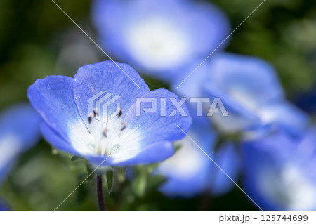 青いネモフィラ　静寂の青と儚い輝き 125744699