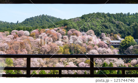 窓越しに観る春の絶景 満開の中千本と如意輪寺 奈良県吉野山 窓越しに観る春の絶景 満開の中千本と如意輪寺 奈良県吉野山 125744740
