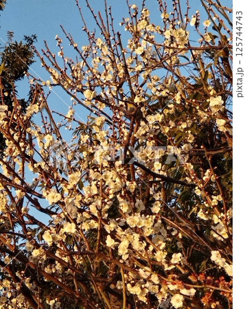 夕日に照らされる白梅(大田区立池上梅園) 夕日に照らされる白梅(大田区立池上梅園) 125744743