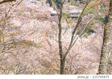 清々しい満開の山桜と如意輪寺 奈良県 吉野 清々しい満開の山桜と如意輪寺 奈良県 吉野 125744875
