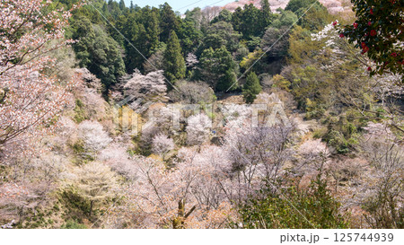 美しい満開の中千本桜と遠く上千本　奈良県　吉野 125744939