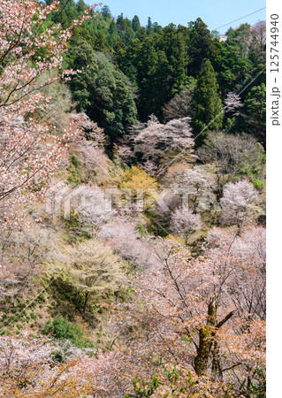 美しい満開の中千本桜 奈良県 吉野 美しい満開の中千本桜 奈良県 吉野 125744940