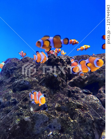 カクレクマノミ カクレクマノミ 125744943