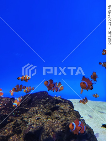 カクレクマノミ 125744946