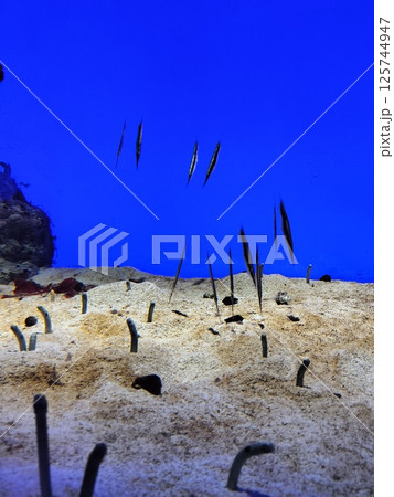 チンアナゴ 125744947