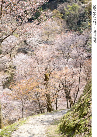 美しい満開の中千本桜を歩く　奈良県　吉野山 125744980