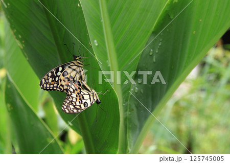 Beautiful butterflies are perched on leaves and mating Beautiful butterflies are perched on leaves and mating 125745005