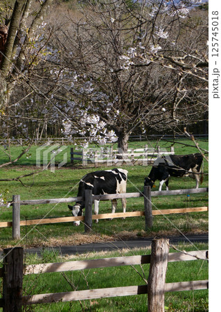 岩手県小岩井農場の春　牧草を食む乳牛も春が来て嬉しそう 125745018