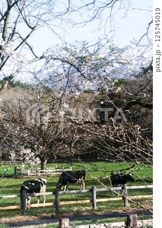 岩手県小岩井農場の春 牧草を食む乳牛も春が来て嬉しそう 岩手県小岩井農場の春 牧草を食む乳牛も春が来て嬉しそう 125745019