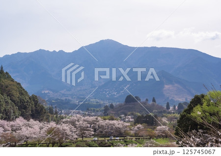 桜咲く市房ダム 125745067