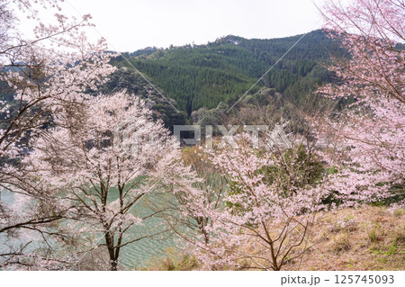 桜咲く市房ダム 125745093